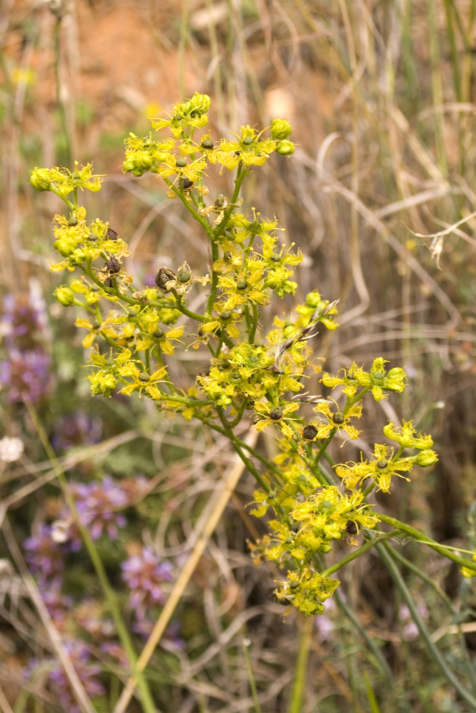 Ruta angustifolia / Ruta a foglie strette